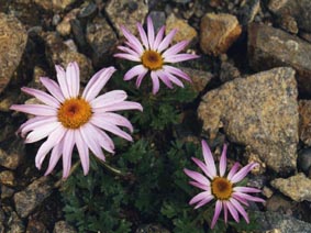 Chrysanthemum weyrichii